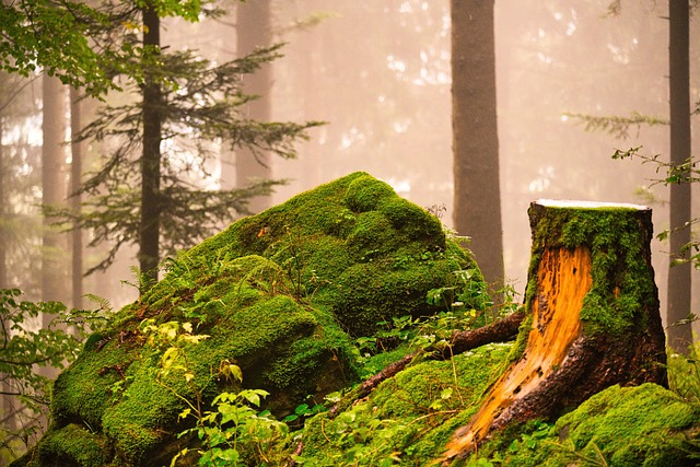 tree removal|tree removal|stump grinding|tree trimming