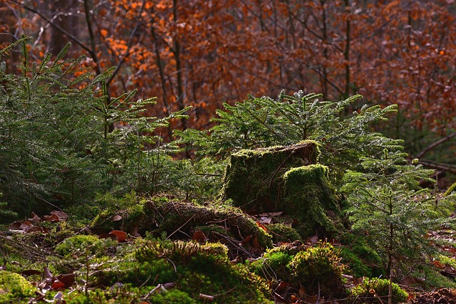 tree removal|tree removal|stump grinding|tree trimming