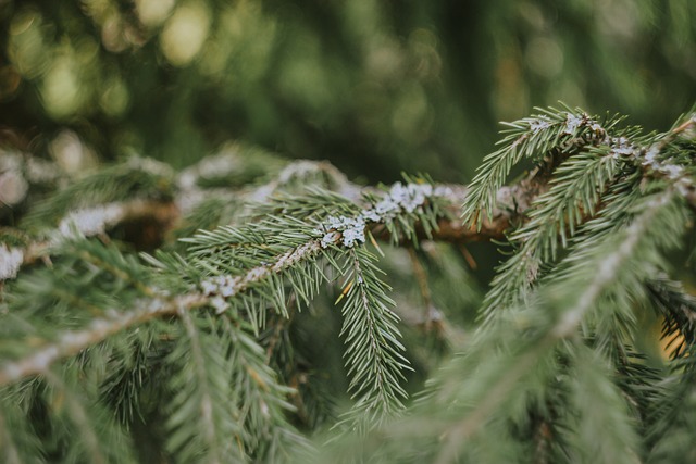 tree-removaltree-removalstump-grindingtr-640x480-22709474.jpeg