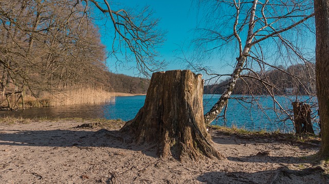 tree removal|tree removal|stump grinding|tree trimming