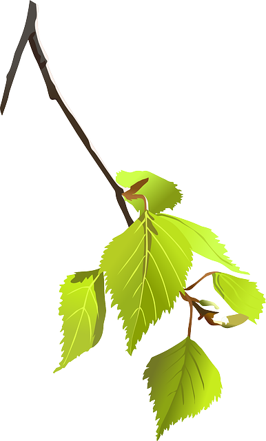 tree removal|tree removal|stump grinding|tree trimming