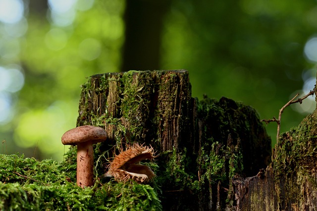 tree removal|tree removal|stump grinding|tree trimming