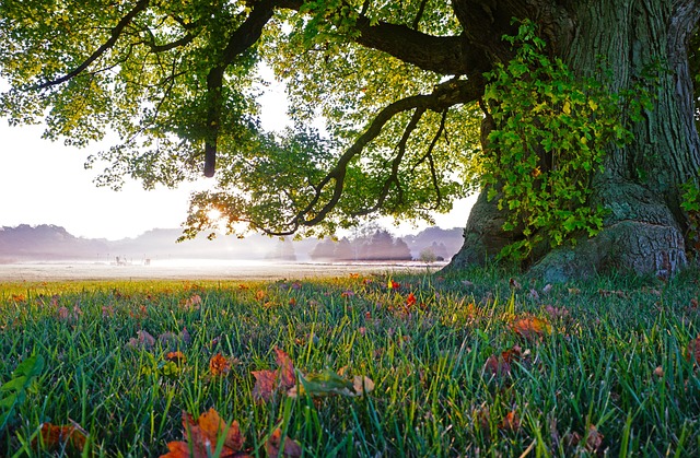 tree removal|tree removal|stump grinding|tree trimming