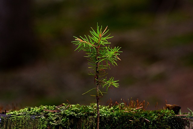 tree company|tree removal|stump grinding|tree trimming