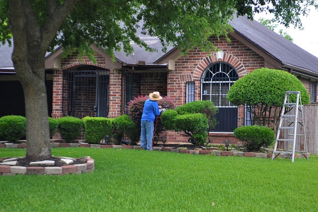 tree removal|tree removal|stump grinding|tree trimming