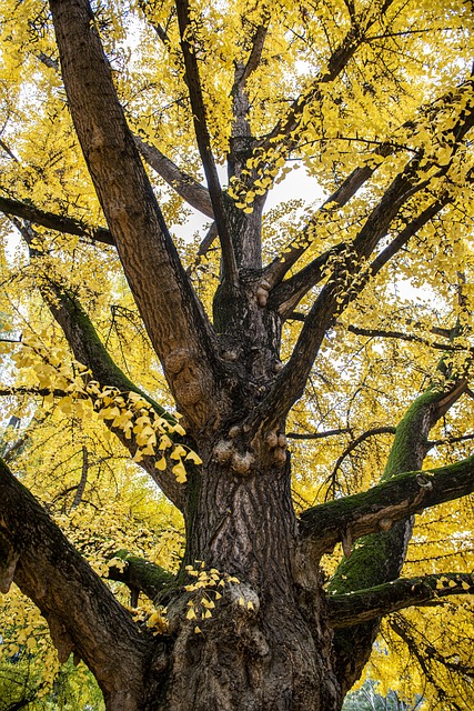 tree removal|tree removal|stump grinding|tree trimming