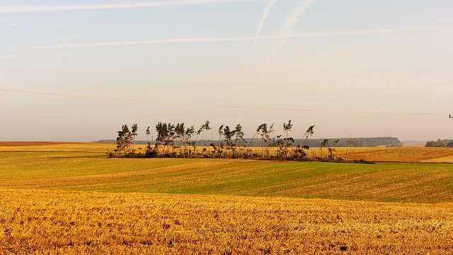 tree removal|tree removal|stump grinding|tree trimming