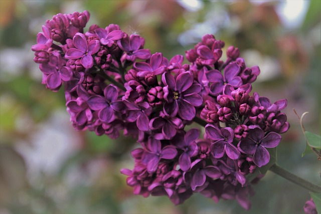 tree company|tree removal|stump grinding|tree trimming