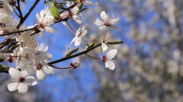 tree company|tree removal|stump grinding|tree trimming