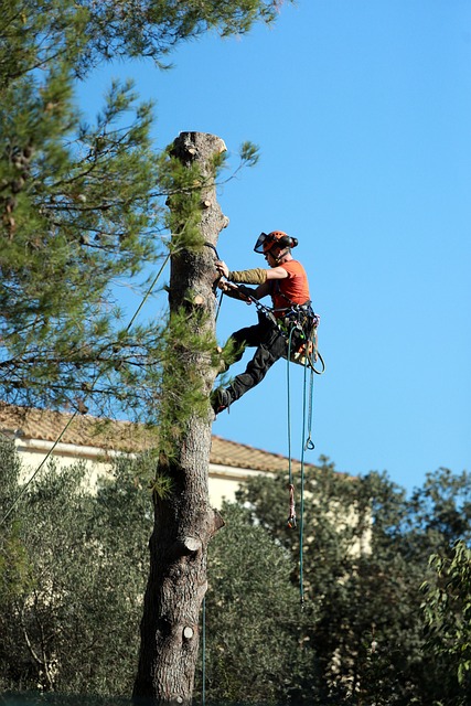 tree company|tree removal|stump grinding|tree trimming