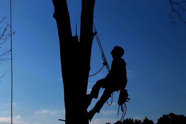 tree company|tree removal|stump grinding|tree trimming