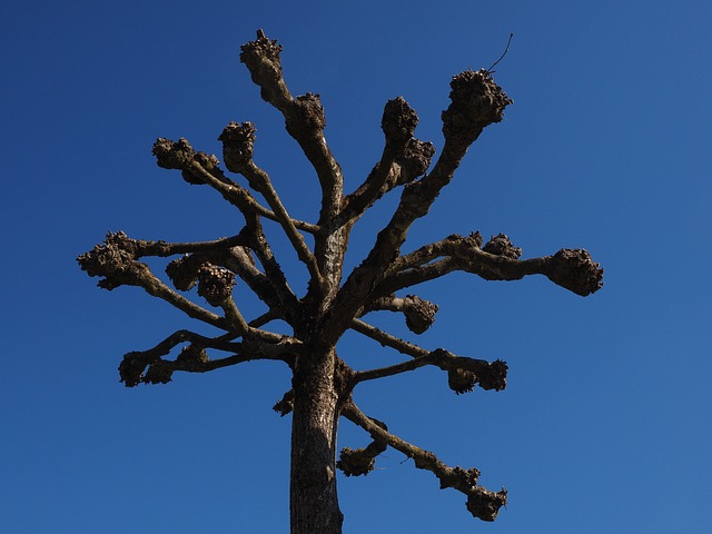 tree removal|tree removal|stump grinding|tree trimming