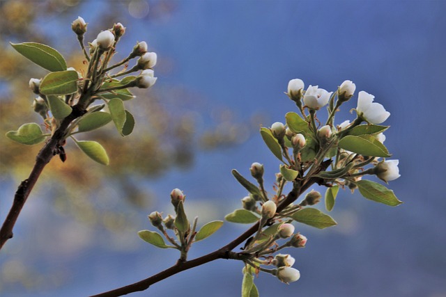 tree company|tree removal|stump grinding|tree trimming