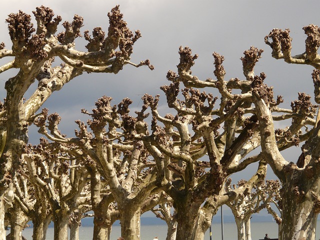 tree removal|tree removal|stump grinding|tree trimming