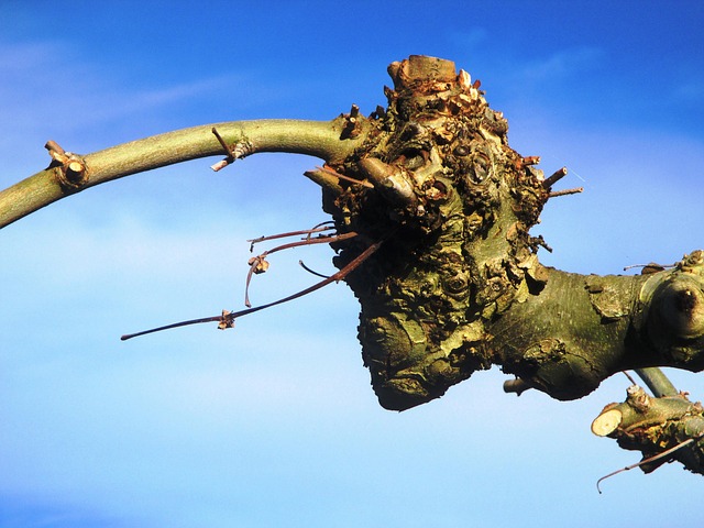 tree removal|tree removal|stump grinding|tree trimming