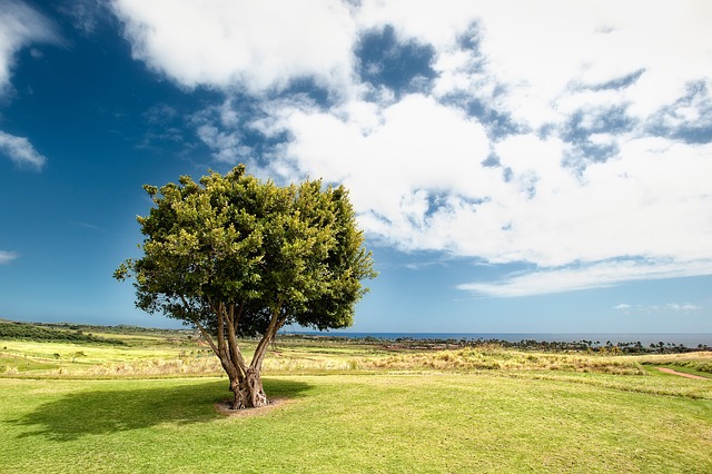 tree-service-640x480-89761608.jpeg