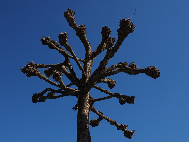 tree removal|tree removal|stump grinding|tree trimming