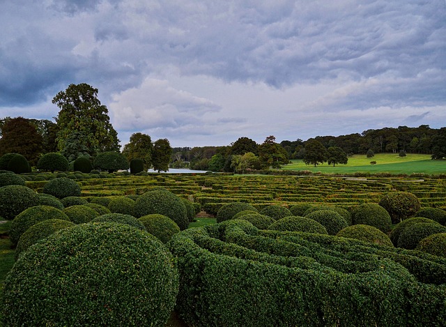 tree removal|tree removal|stump grinding|tree trimming