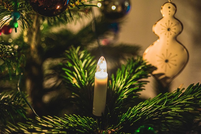 tree removal|tree removal|stump grinding|tree trimming