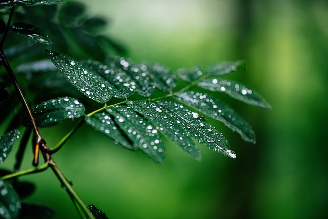 tree-service-640x480-10603737.jpeg