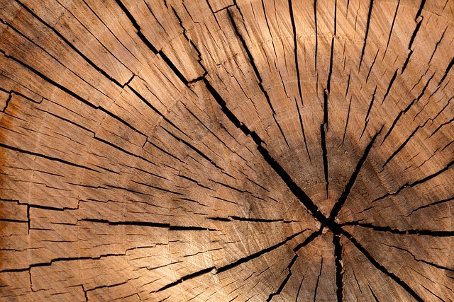 tree-service-640x480-43506713.jpeg