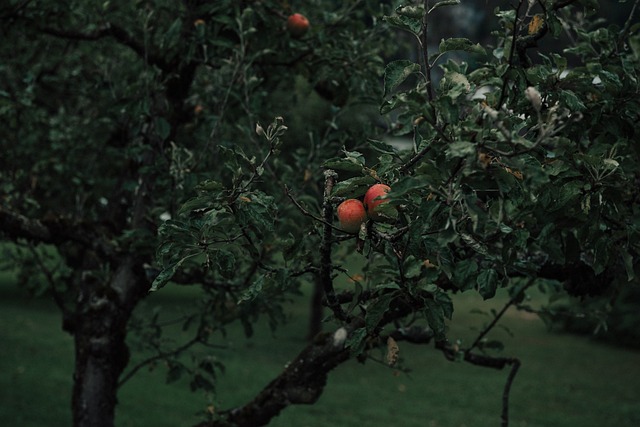 tree-service-640x480-57963804.jpeg
