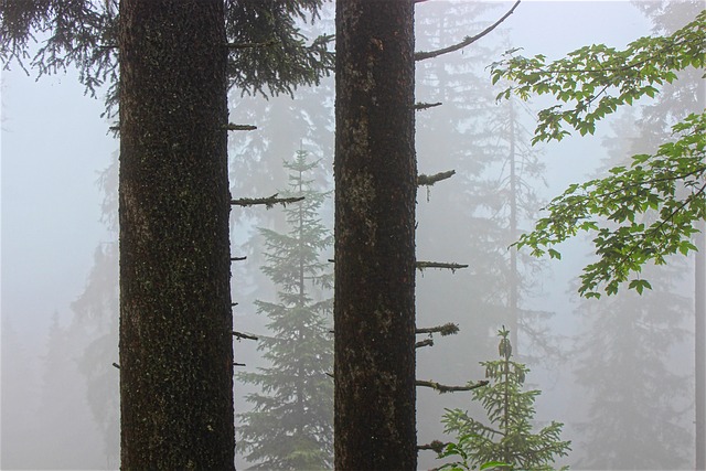 tree-service-640x480-82607796.jpeg