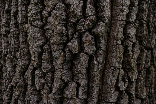 tree-service-640x480-9201300.jpeg