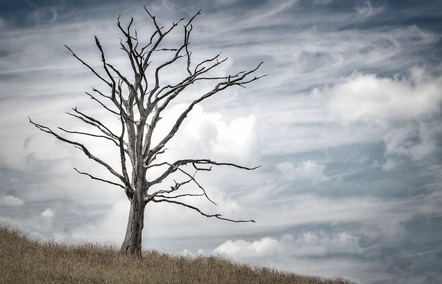 tree-service-640x480-97050483.jpeg