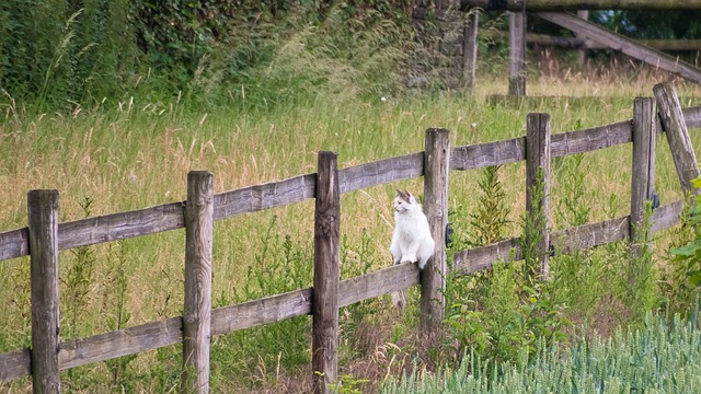 fence-company-640x480-7695244.jpeg