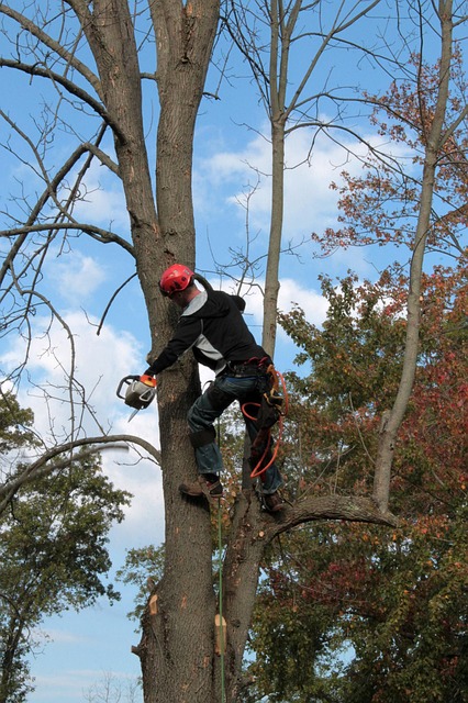 tree removal|tree removal|stump grinding|tree trimming