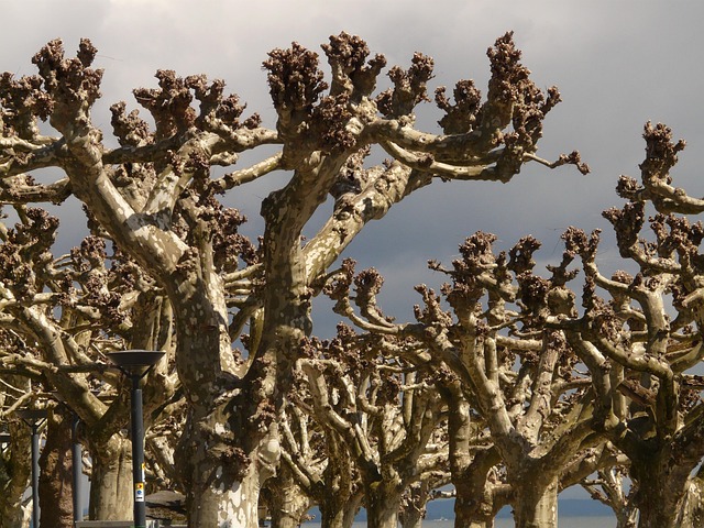 tree removal|tree removal|stump grinding|tree trimming