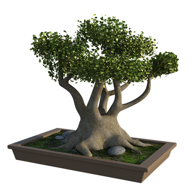 tree removal|tree removal|stump grinding|tree trimming