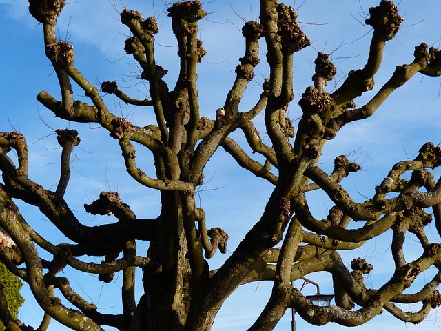 tree removal|tree removal|stump grinding|tree trimming