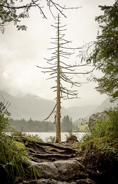tree-service-640x480-12336648.jpeg