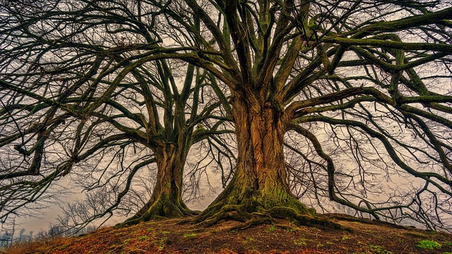 tree-service-640x480-41394509.jpeg
