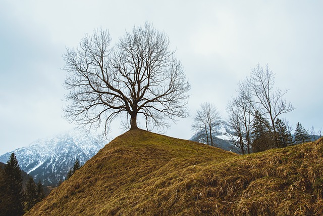tree-service-640x480-56469360.jpeg
