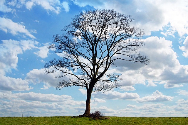tree-service-640x480-58648565.jpeg