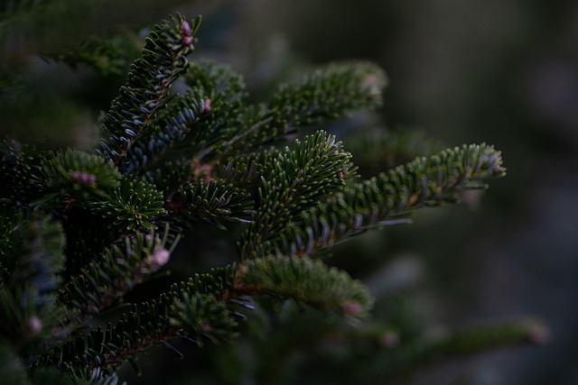 tree-service-640x480-66639222.jpeg