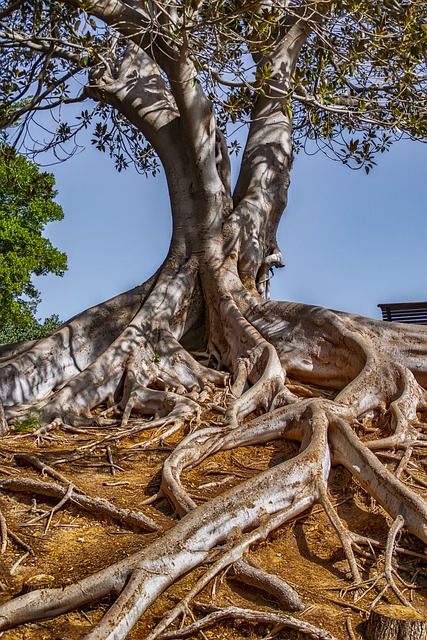 tree-service-640x480-69792350.jpeg