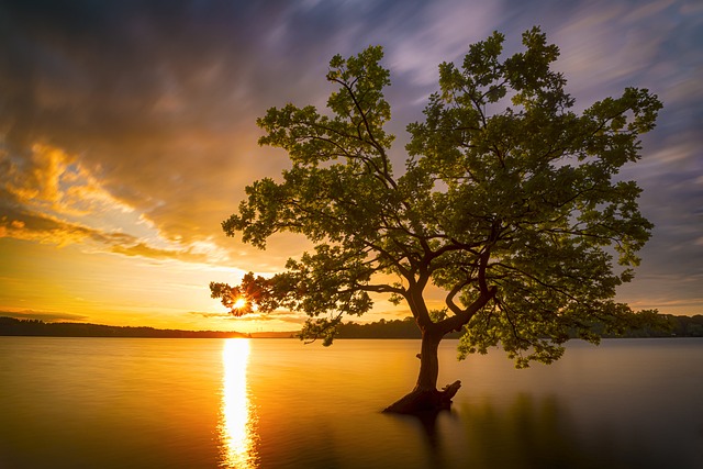 tree-service-640x480-91364248.jpeg