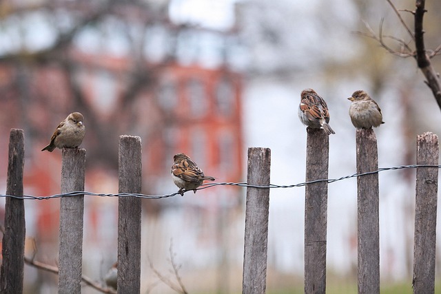 fence-company-640x480-32072390.jpeg
