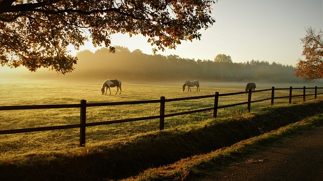 fence-company-640x480-50546189.jpeg