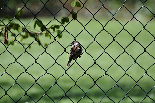 fence-company-640x480-74949430.jpeg