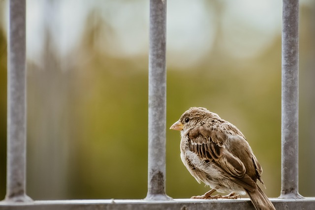 fence-company-640x480-9644580.jpeg