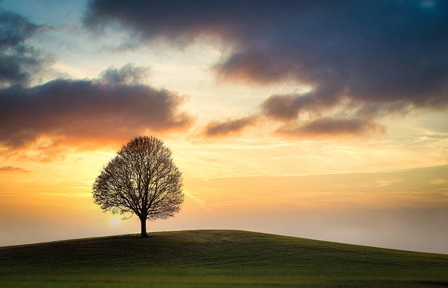 tree-service-640x480-13553033.jpeg