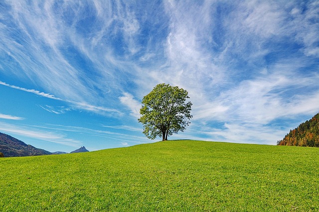 tree-service-640x480-65501125.jpeg