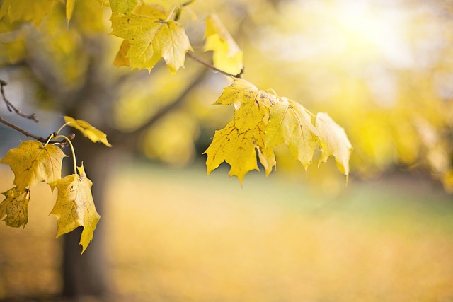 tree-service-640x480-86829733.jpeg