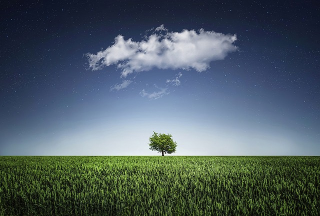 tree-service-640x480-97405886.jpeg