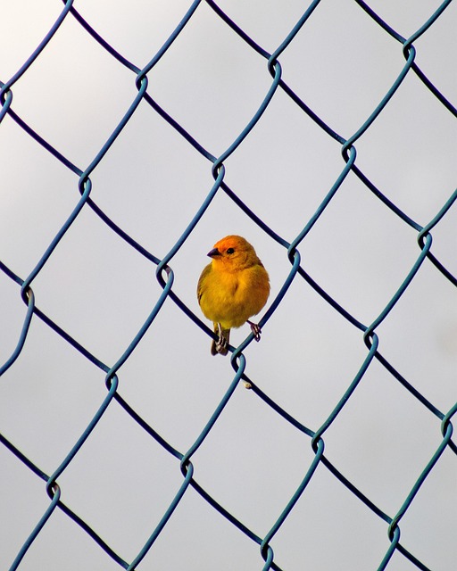 fence-company-640x480-10299090.jpeg